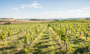 Maison de l'Armagnac - Cépages